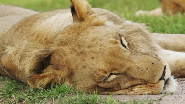 Jonge Leeuw Rustend Weilanden Moremi Wildreservaat Botswana Sluiten — Stockvideo