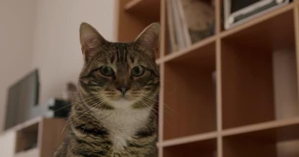 Zvědavá Zelenooká Kočka Hledající Všude Obýváku — Stock video