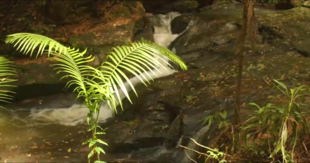 Quelques Petites Palmeraies Trouvent Sur Chemin Ruisseau Nouvellement Formé Suite — Video