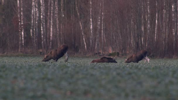 Flock Moose Elk Feeding Rapeseed Field Knees Evening Dusk — Stockvideo