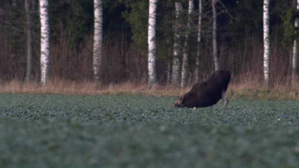 Flock Moose Elk Feeding Rapeseed Field Knees Evening Dusk — ストック動画