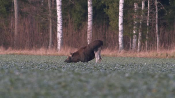 Een Kudde Elanden Die Zich Voeden Met Koolzaad Hun Knieën — Stockvideo