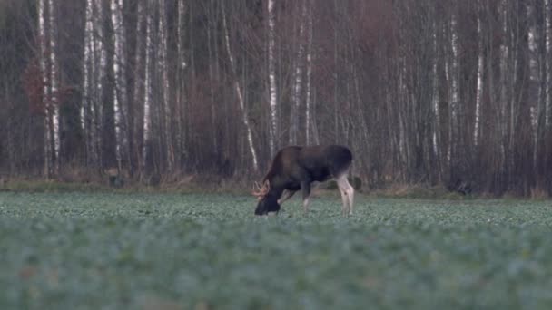 Elanden Voeden Zich Met Koolzaad Veld Hun Knieën Avond Schemering — Stockvideo