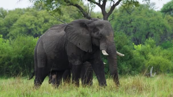 Elefantes Gigantes Hábitat Natural Reserva Caza Moremi Botswana Moción Lenta — Vídeos de Stock