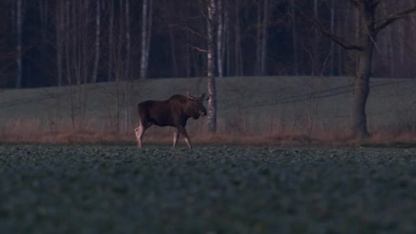 Flock Moose Elk Feeding Rapeseed Field Knees Evening Dusk — Video Stock