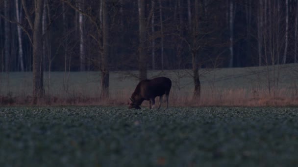 Flock Moose Elk Feeding Rapeseed Field Knees Evening Dusk — Vídeo de Stock