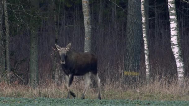 Flock Moose Elk Feeding Rapeseed Field Knees Evening Dusk — Video