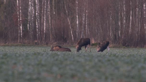 Flock Moose Elk Feeding Rapeseed Field Knees Evening Dusk — Stockvideo