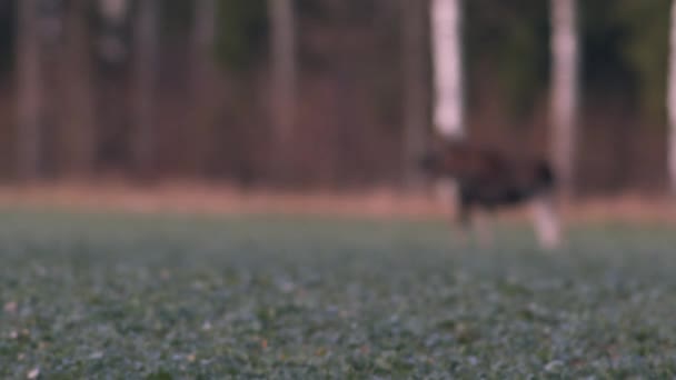 Flock Moose Elk Feeding Rapeseed Field Knees Evening Dusk — Stockvideo