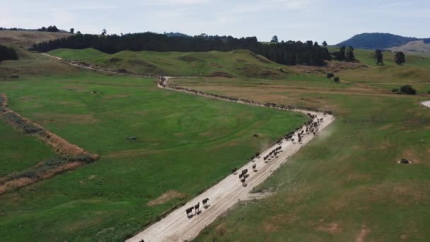 Long Line Cows Moving Dirt Road Grass Pasture Cattle Ranch — Vídeos de Stock