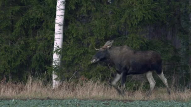 Flock Moose Elk Feeding Rapeseed Field Knees Evening Dusk — Video