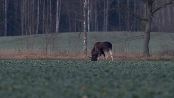 Een Kudde Elanden Die Zich Voeden Met Koolzaad Hun Knieën — Stockvideo