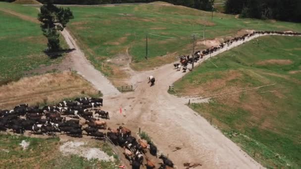 Two Herds Cows Dirt Path Crossroads Large Ranch Aerial — Video