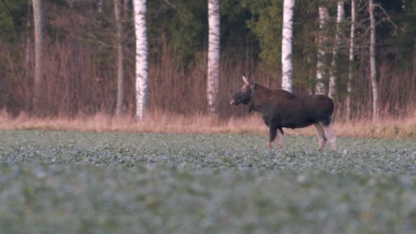 Flock Moose Elk Feeding Rapeseed Field Knees Evening Dusk — стоковое видео