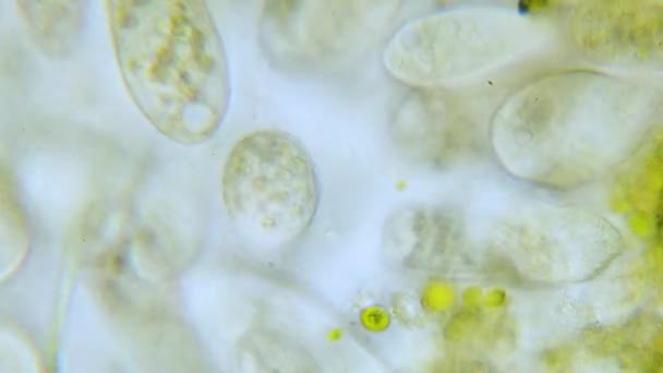 Paramecium Population Haute Densité Microscope Lumineux Déposé — Video