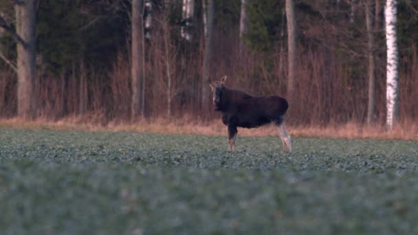 Flock Moose Elk Feeding Rapeseed Field Knees Evening Dusk — Stockvideo