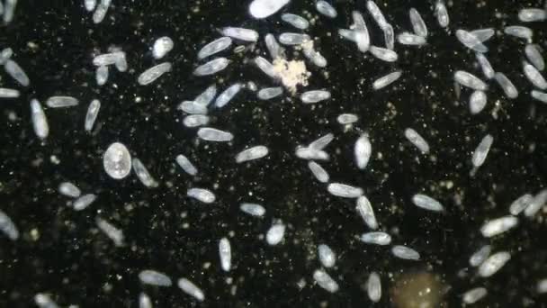 Paramecium Hög Densitet Population Mikroskop Mörkt Fält — Stockvideo