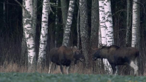 Couple Moose Elk Feeding Rapeseed Field Forest Evening Dusk — Stockvideo