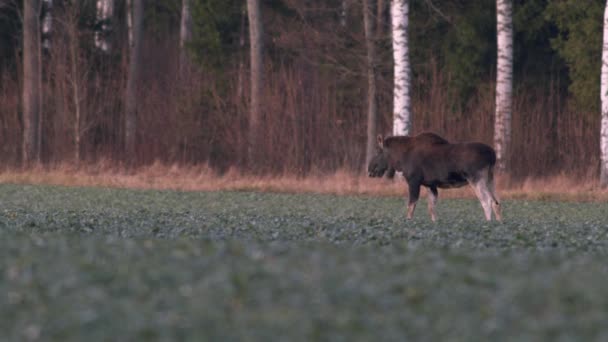 Flock Moose Elk Feeding Rapeseed Field Knees Evening Dusk — Stock Video
