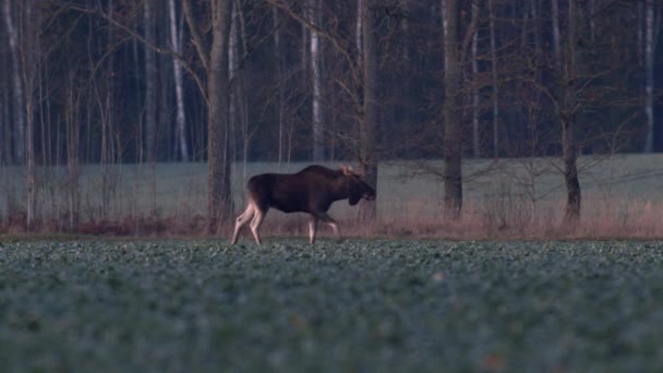 Eine Herde Elche Weidet Der Abenddämmerung Auf Knien Auf Einem — Stockvideo