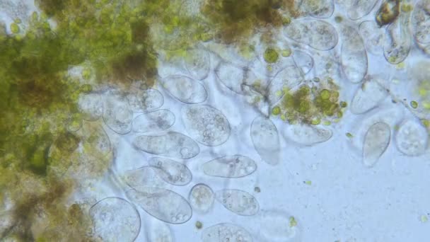 Paramecium Υψηλής Πυκνότητας Πληθυσμού Στο Μικροσκόπιο Φωτεινό Κατατεθεί — Αρχείο Βίντεο