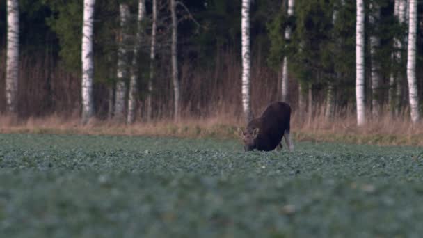 Flock Moose Elk Feeding Rapeseed Field Knees Evening Dusk — Vídeo de Stock