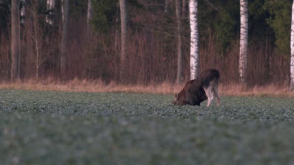 Flock Moose Elk Feeding Rapeseed Field Knees Evening Dusk — Vídeo de Stock