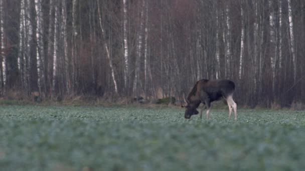 Flock Moose Elk Feeding Rapeseed Field Knees Evening Dusk — Vídeo de stock