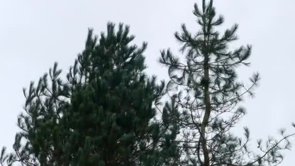 Låg Vinkel Syn Gröna Pinus Wallichiana Barrträd Vintergröna Molnig Dagtid — Stockvideo