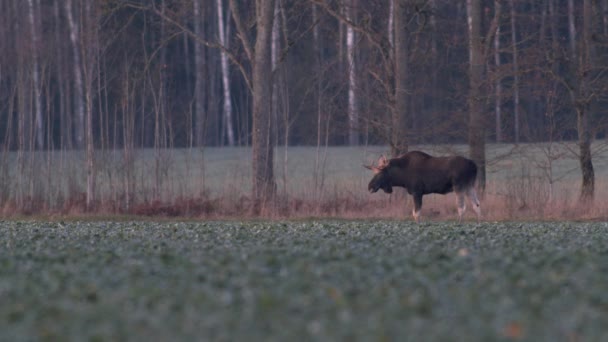 Flock Moose Elk Feeding Rapeseed Field Evening Dusk — 비디오