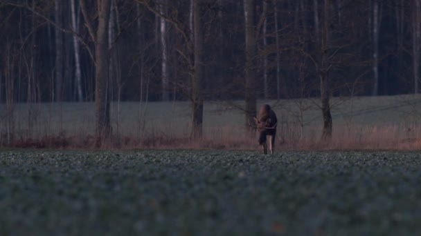 Flock Älgälgar Som Äter Rapsfrö Knä Skymningen — Stockvideo