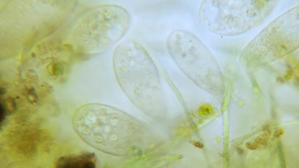 Paramecium Υψηλής Πυκνότητας Πληθυσμού Στο Μικροσκόπιο Φωτεινό Κατατεθεί — Αρχείο Βίντεο