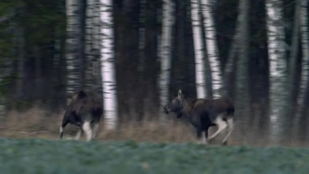 Couple Moose Elk Feeding Rapeseed Field Forest Evening Dusk — Stockvideo