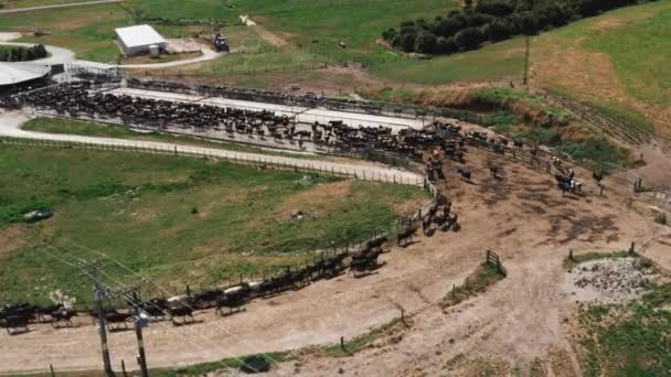 Grande Manada Vacas Movendo Direção Galpão Ordenha Dia Ensolarado Criação — Vídeo de Stock