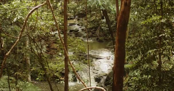 小さな小川の木を見ると 岩の多い熱帯雨林の地面に巻き込まれています — ストック動画