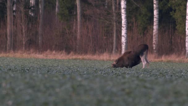 Flock Moose Elk Feeding Rapeseed Field Knees Evening Dusk — Stockvideo