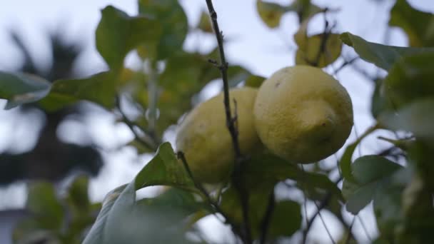 Mogna Gula Citroner Hängande Ett Citronträd Dolly Grunt Djup — Stockvideo