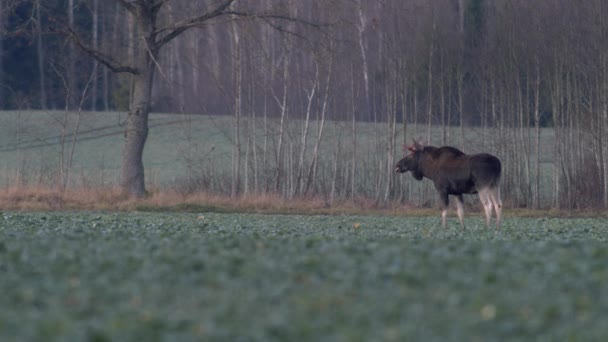 Flock Moose Elk Feeding Rapeseed Field Knees Evening Dusk — Stock Video