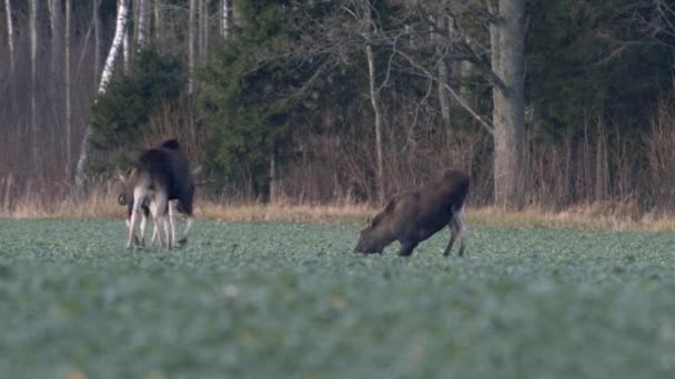 Flock Moose Elk Feeding Rapeseed Field Knees Evening Dusk — 비디오