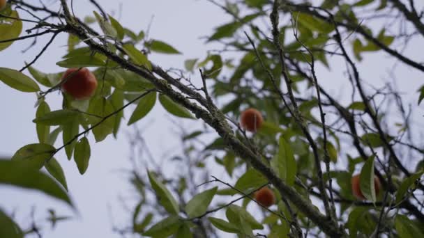 Juicy Ripe Tangerines Hanging Fruit Tree Nutritious Citrus — стоковое видео