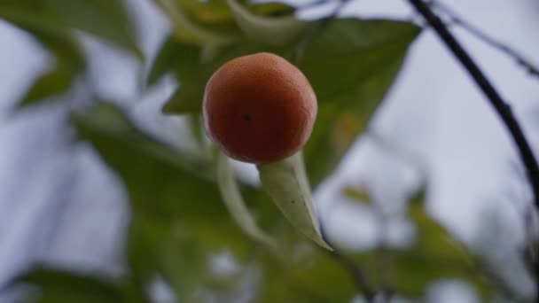 Mandarina Anaranjada Aislada Colgando Árbol Disparada Desde Abajo Profundidad Superficial — Vídeo de stock