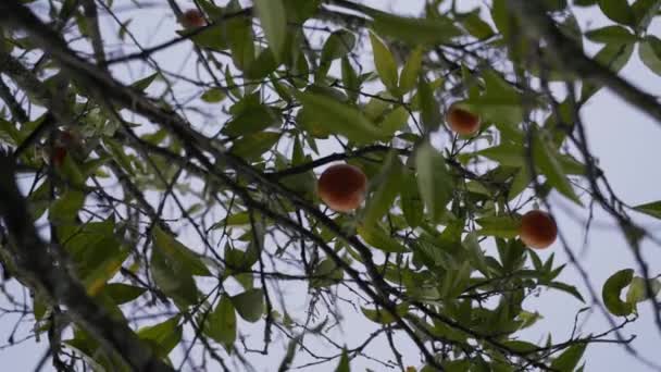 Mogna Apelsinmandariner Hängande Träd Roterande Skott Underifrån — Stockvideo