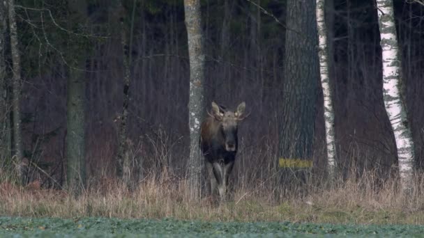 Flock Moose Elk Feeding Rapeseed Field Knees Evening Dusk — Video