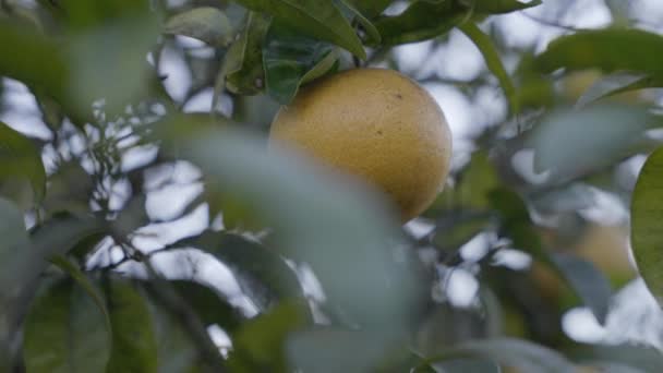 Meyve Bahçesinde Asılı Sulu Greyfurt Sığ Odak — Stok video