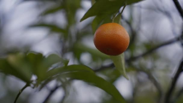 Šťavnaté Pomerančové Mandarinky Houpající Větru Ovocných Stromech Statický Bokeh — Stock video
