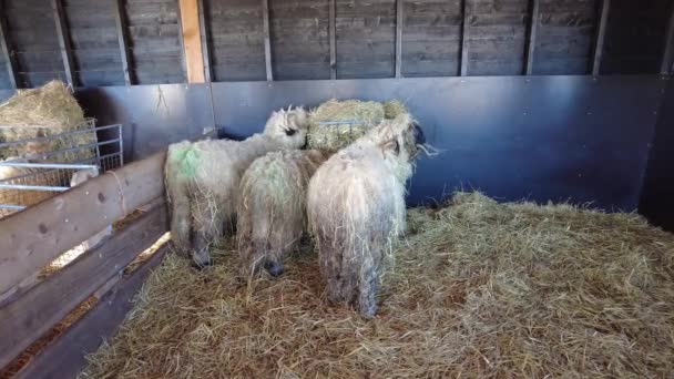 Group Shaggy Sheep Eating Hay Barn Farm — Stockvideo