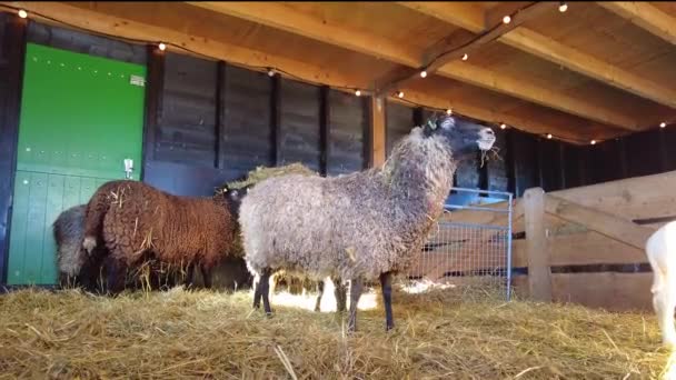 Низький Кут Зору Вівці Їдять Гей Всередині Барна Фермі — стокове відео