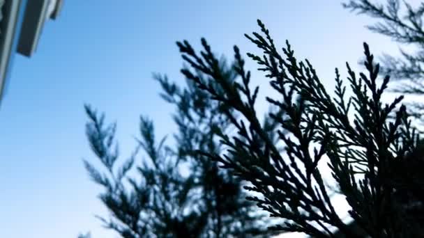 Close Douglas Fir Needles Blue Sky Forest Низкий Угол — стоковое видео