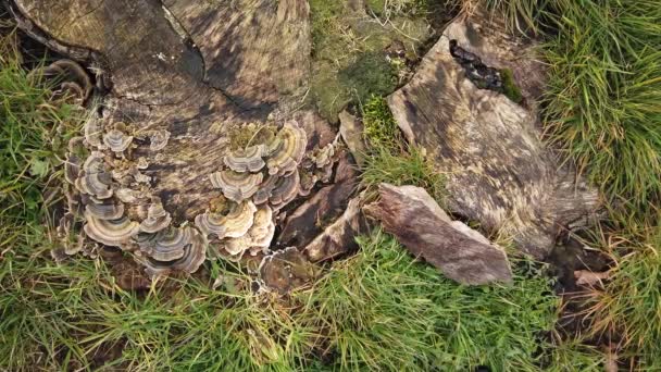 ブラケット真菌ファミリーの一員であるトルコテール真菌 Trametes Verscolored イングランドのラトランドのメインタウンであるオークハムの住宅街の芝生の面積に灰の木の切り株で成長しています — ストック動画