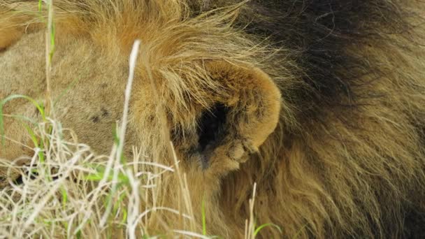 Side View Of Mane Lion Resting On Savannah In Central Kalahari Game Reserve, Botswana. Extreme, Closeup